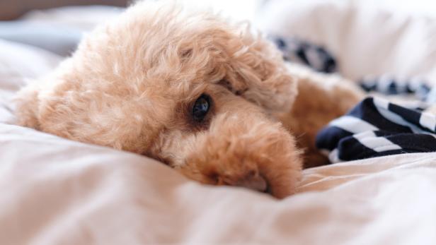 Toy Poodle about to fall asleep on a bed