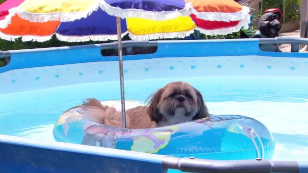 Ein kleiner Hund liegt auf einer Luftmatratze im Pool unter einem bunten Sonnenschirm.