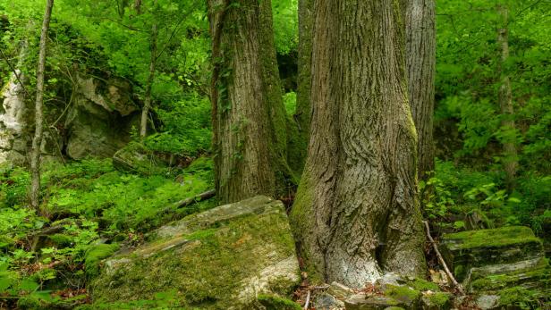 Kamptalwildnis im Mittleren Kamptal