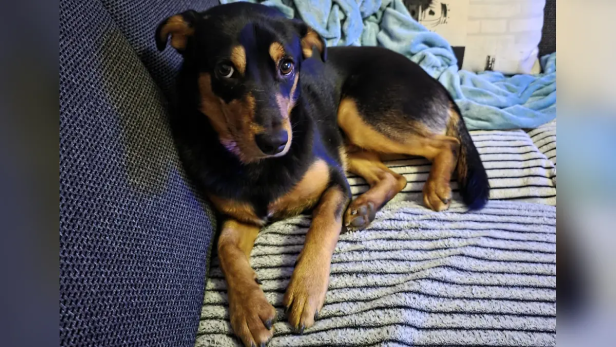 Schäferhundmischling liegt auf der Couch