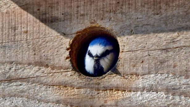 Eine Blaumeise schaut aud dem Nistkasten.