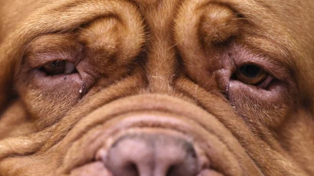 Opening day of the Crufts 2026 Dog Show