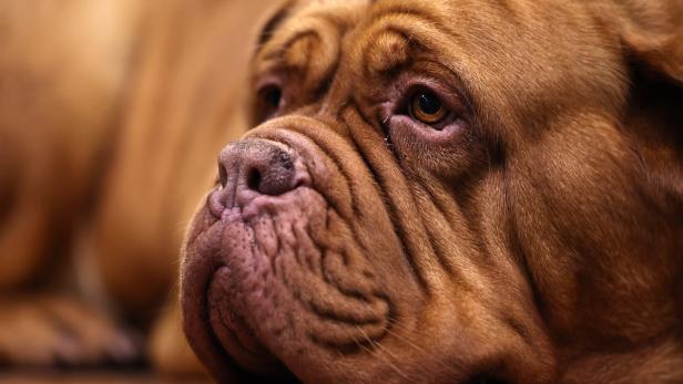 Opening day of the Crufts 2026 Dog Show