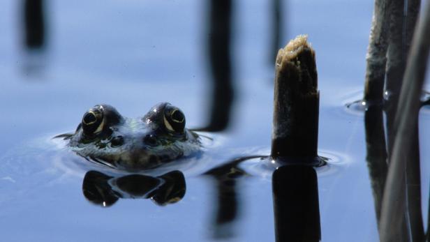 Amphibien sind wieder auf dem Weg zu ihren Laichgewässern