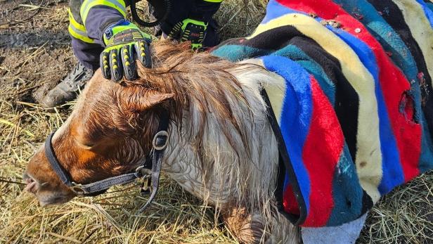 Ein Pony mit nasser Mähne und bunter Decke über dem Rücken wird von einem Feuerwehrmann gestreichelt.
