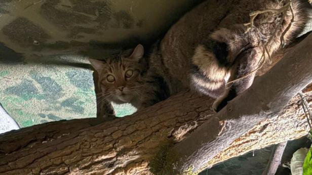 Eine Wildkatze ruht auf einem Ast und blickt aufmerksam in die Kamera.