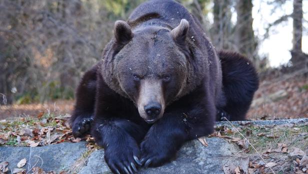 Bär Erich wurde 2010 in Oberösterreich geboren und lebt seit 2015 in Arbesbach. 