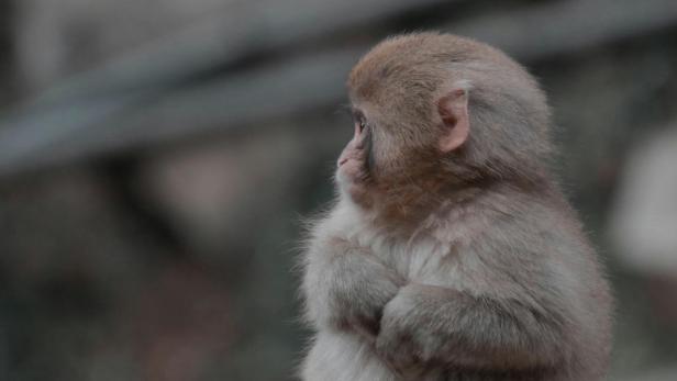 Junger Affe sitzt mit verschränkten Armen und blickt nach rechts.