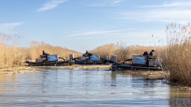 Drei Maschinen mit Fahrern arbeiten im Schilf an einem Gewässer unter blauem Himmel.