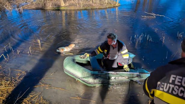 Ein Feuerwehrmann in einem Schlauchboot hilft einem schwimmenden Hund im seichten Wasser nahe einem Ufer.