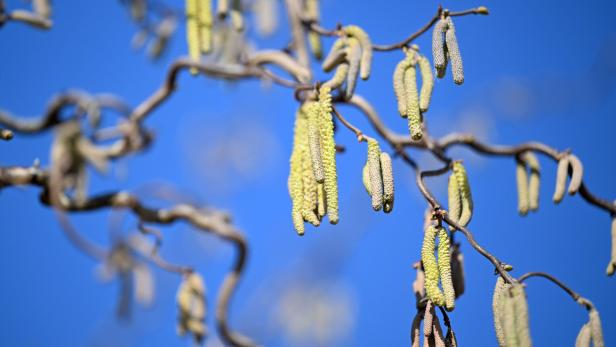 Äste einer Hasel.