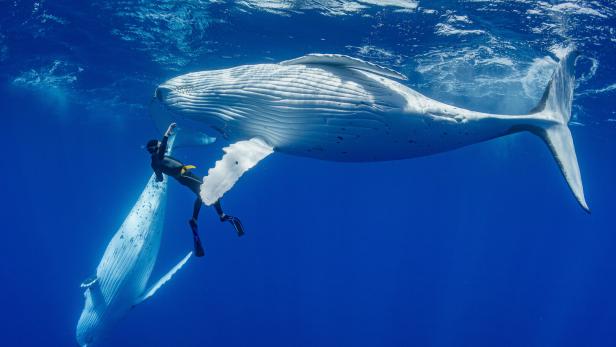 Eine Person, die mit einem Wahl taucht 