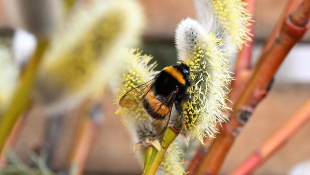 Eine Hummel sitzt auf einer blühenden Weidenkätzchen-Blüte.