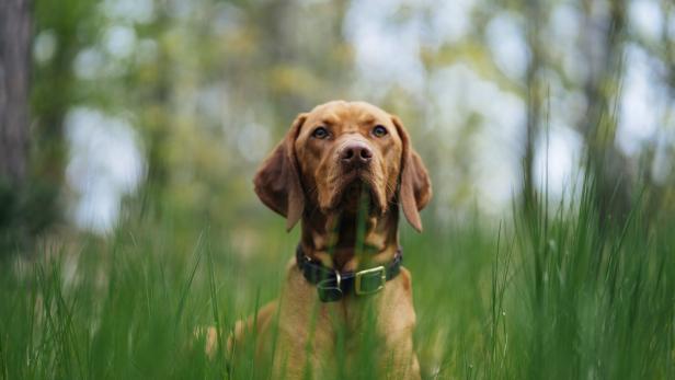 Ein Jagdhund steht im hohen Gras.