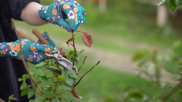 Pruning and cuting plant in garden in spring