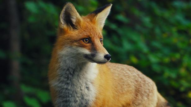 Ein Rotfuchs steht im Grünen und blickt aufmerksam zur Seite.