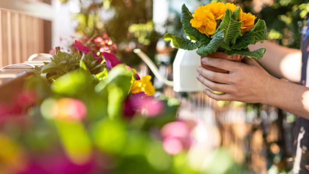 Balkon, zwei Hände mit Primeln und Gießkanne