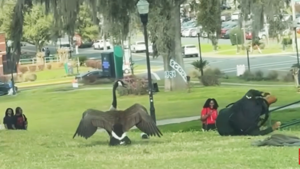 Territoriale Kanadagans greift Studenten auf einem Uni-Campus an