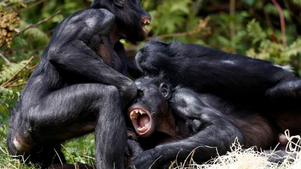 FILE PHOTO: Bonobos interact in their enclosure at Planckendael zoo in Mechelen