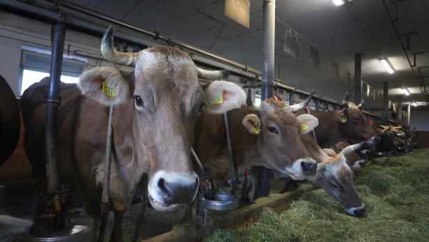 Kühe auf dem Bauernhof