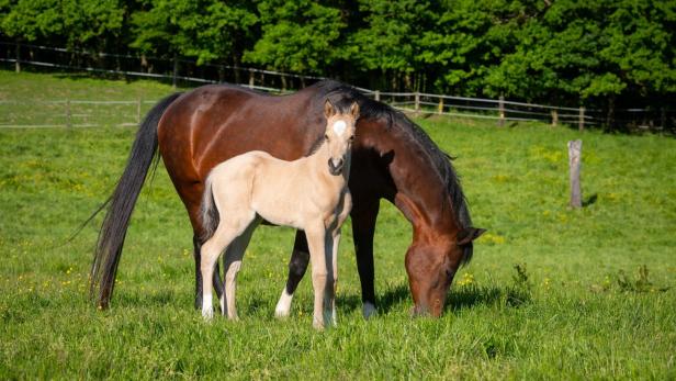 Pferde auf einer Weide