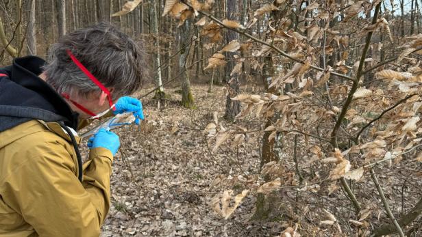 Eine Person mit blauen Handschuhen und Schutzbrille untersucht trockene Blätter an einem Baum im herbstlichen Wald.