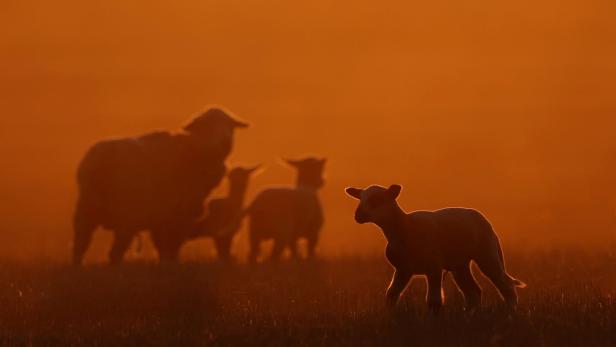 FILE PHOTO: Australia, EU signal progress in trade negotiations
