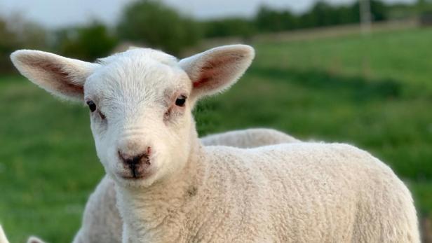 Weiße Schafe auf grünem Grasfeld tagsüber