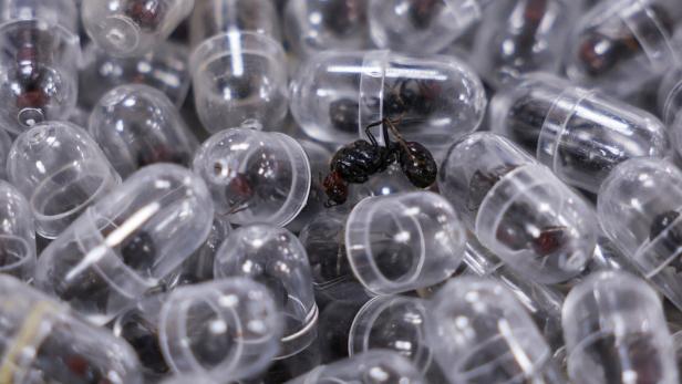 A Chinese national and a Kenyan national charged with dealing in live wildlife species for being with illegal possession of garden ants