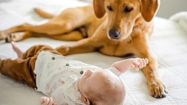 ein brauner Hund, der neben einem Baby auf einem Bett liegt