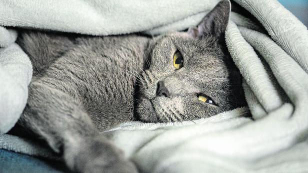 Eine graue Katze kuschelt sich in eine Decke.