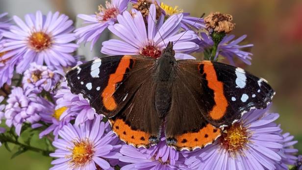 Ein braun-orange-weißer Schmetterling sitzt auf lila Blüten.