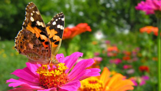 Ein hübscher Schmetterling sitzt auf einer Blütenpflanze.