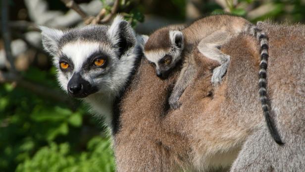 Katta-Nachwuchs in Schönbrunn