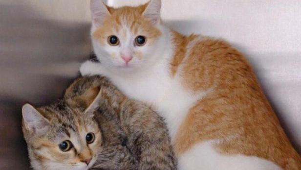 Zwei Kätzchen, ein getigertes und ein rot-weißes, sitzen auf einem Regal.