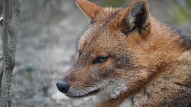 Ein Wildhund mit rötlich-braunem Fell und spitzen Ohren blickt aufmerksam zur Seite.