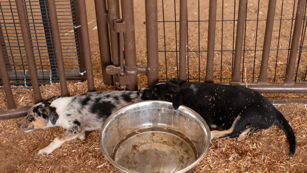 South Fork Fire evacuees settle in Roswell