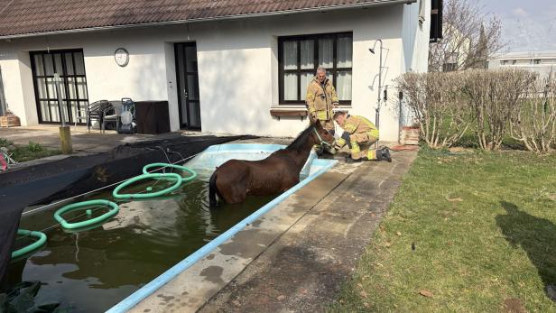 Pferd stürzte in Pool