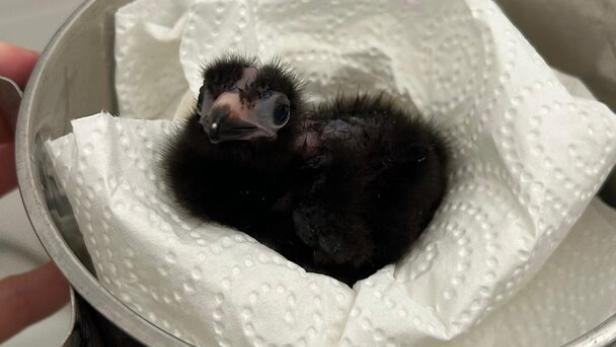 Weißohrturako als Küken