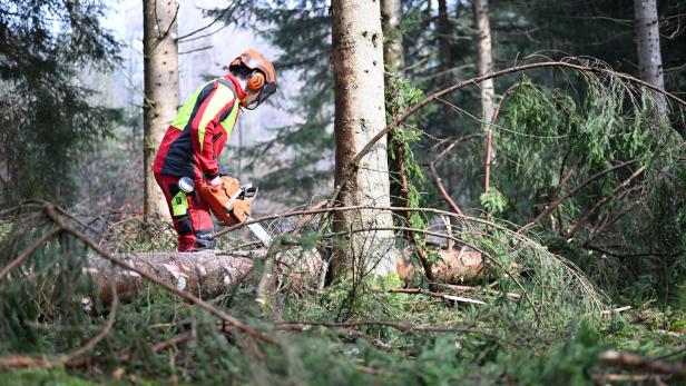 ++ THEMENBILD ++ FORSTWIRTSCHAFT / WALD / BÄUME / KLIMA / WALDBEWIRTSCHAFTUNG / SCHAD-UND BRUCHHOLZ