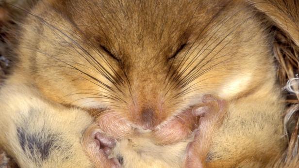 Wie aus den Mäuschen die Muckis wurden