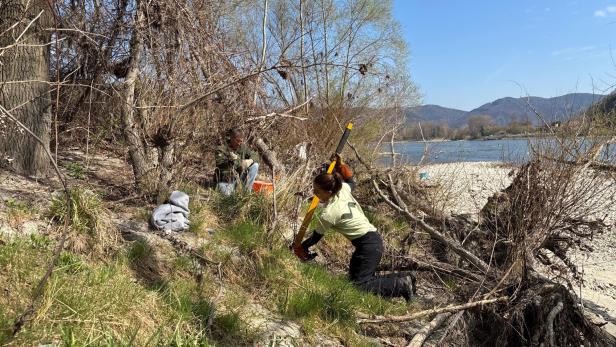 Zwei Personen auf einer Donauinsel in der Wachau versuchen mit Werkzeug invasive Pflanzenarten aus dem Boden zu bekommen.
