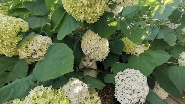 Hortensie in voller Blüte. 
