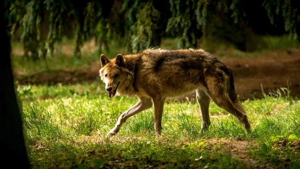 FILES-FRANCE-NATURE-ANIMAL-WOLF-HUNTING-AGRICULTURE