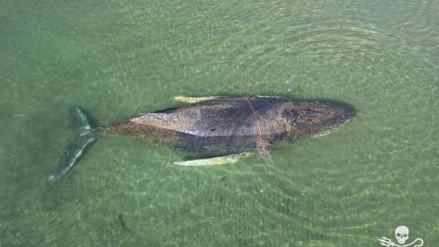 GERMANY-WHALE-RESCUE