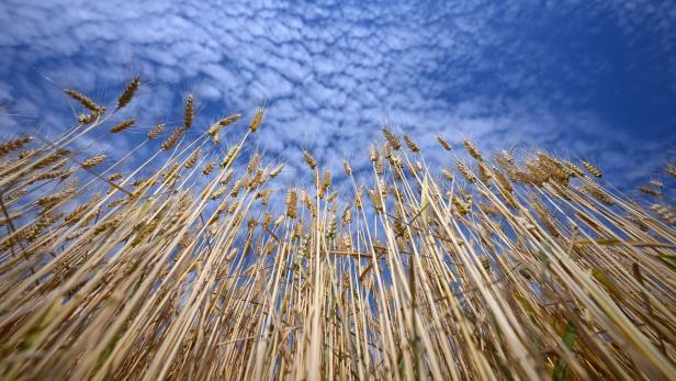 Goldene Weizenähren ragen in den blauen Himmel mit zarten Wolken.