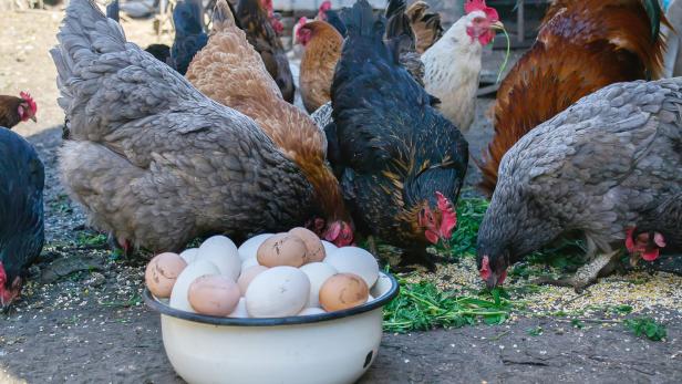 Das Bild zeigt eine Schüssel mit Eiern und dahinter Hühner vor ihrem Stall.