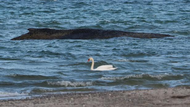 Wal an der Ostseeküste gestrandet