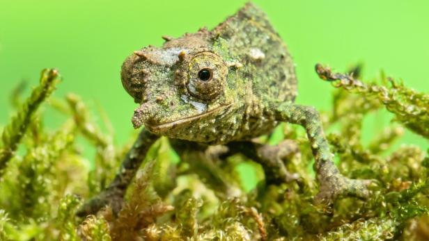 NGURU-ZWERGCHAMÄLEONS im Artenschutzhaus des Tiergarten Schönbrunn.