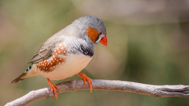 Ein hübsch gefiederter Zebrafink sitzt auf einem Ast.
